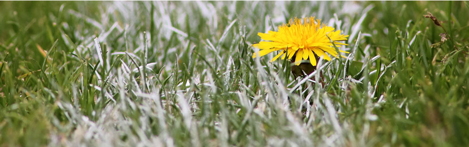 Pesticidenvrij beheer natuurgras sportvelden